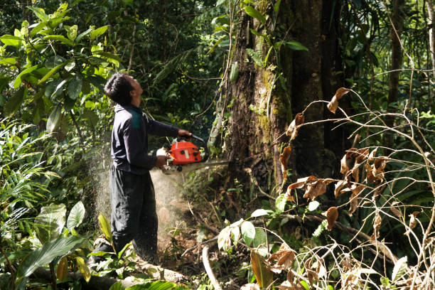 How Our Tree Care Process Works  in  Lower Lake, CA